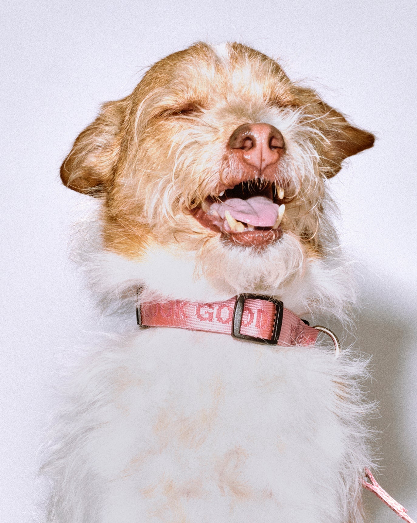 SRC_3592B2E2BA979EEE You Look Good Collar
