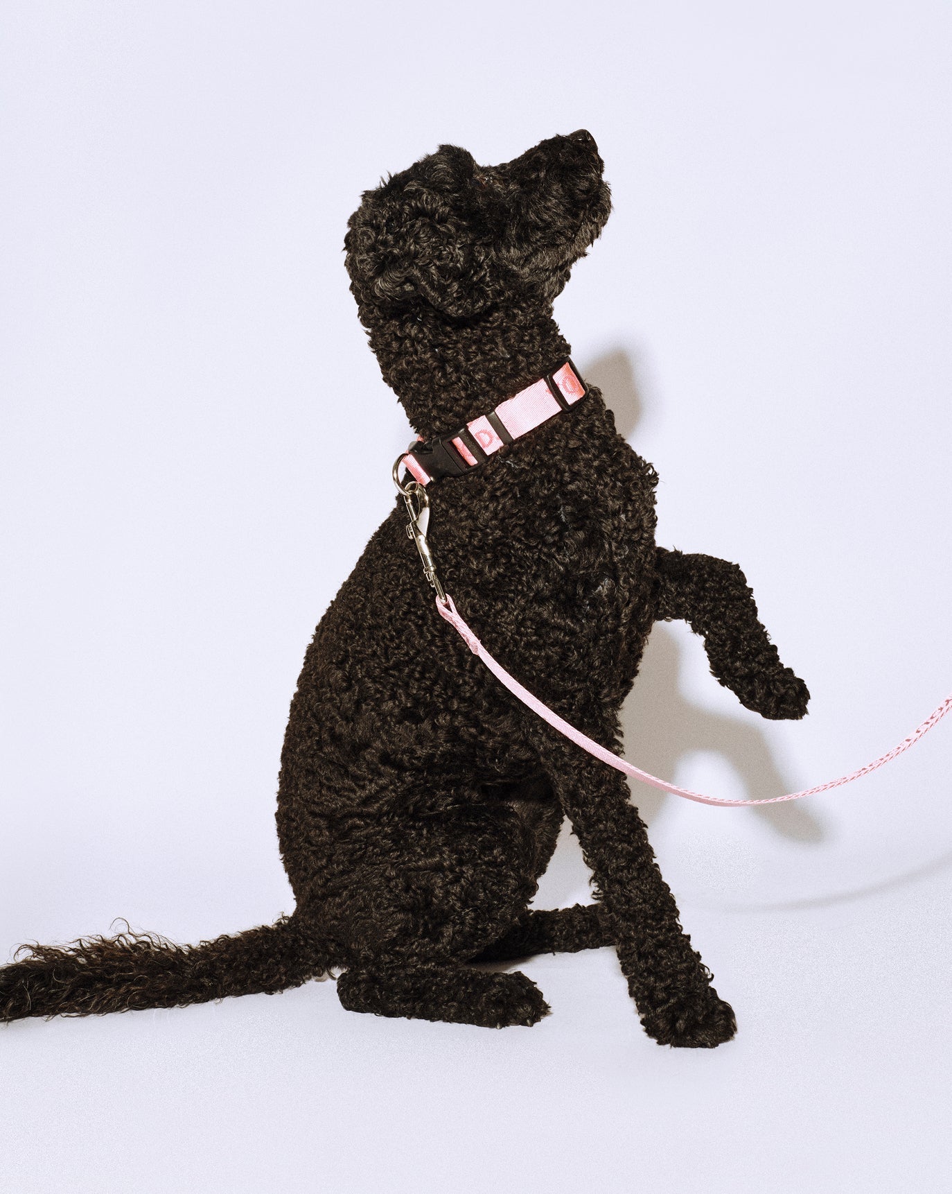SRC_8651171787D039DA You Look Good Leash